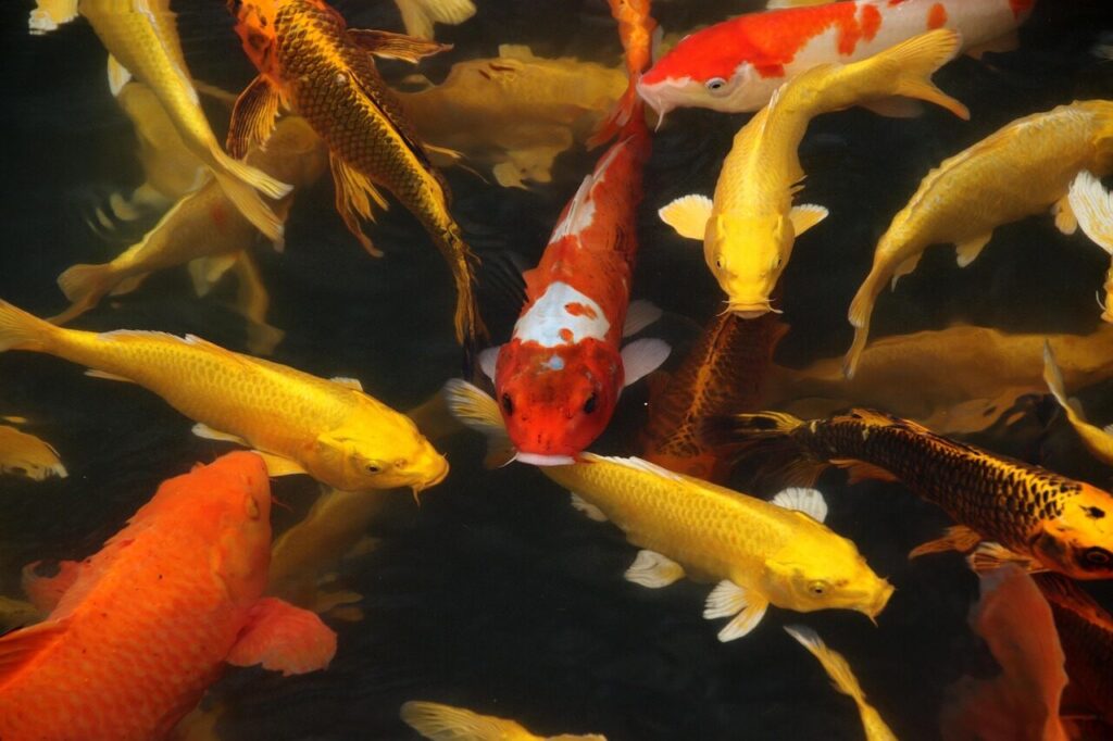 koi fish, fish, pond, water, koi, cyprinus carpio, koi pond, animals, swimming, nature, koi fish, fish, fish, fish, fish, fish, koi