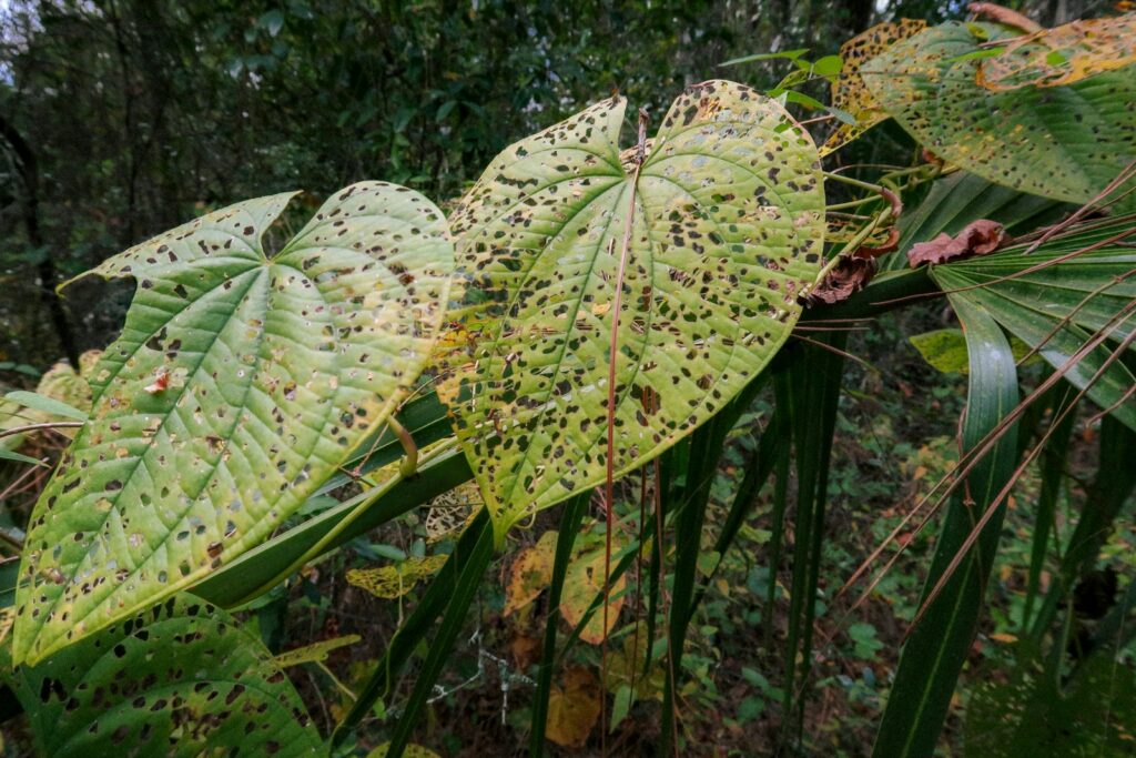 A large leafy plant in the middle of a forest