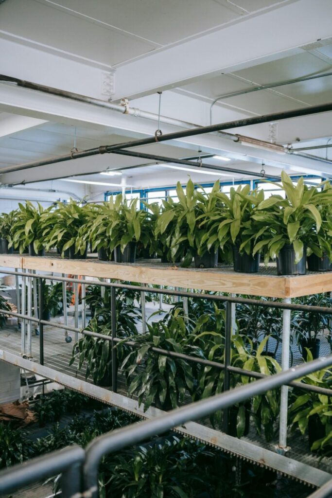 Bright and spacious indoor plant nursery showcasing rows of lush green plants ready for sale.