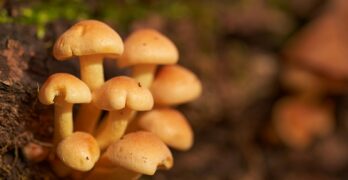 brown mushrooms in tilt shift lens