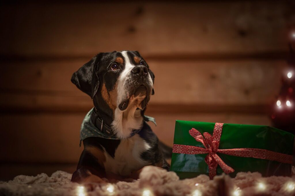 dog, animal, greater swiss mountain dog, gift, present, pet, advent