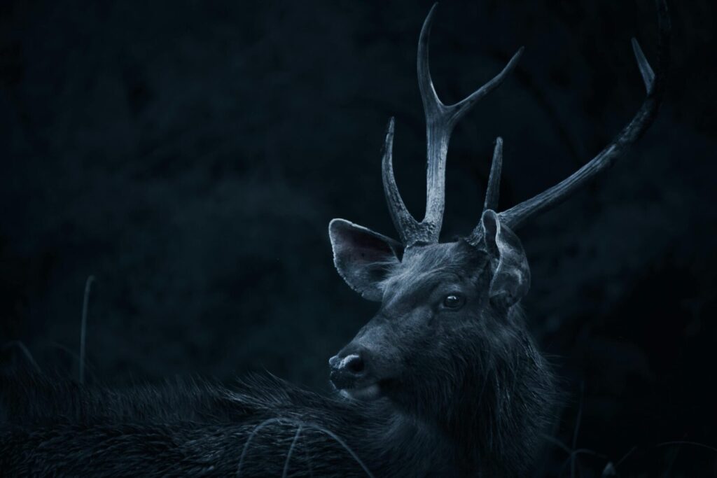 A captivating moody portrait of a Sambar deer with prominent antlers in a dark forest setting.