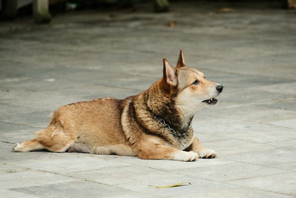 a brown and black dog laying on a tile floor