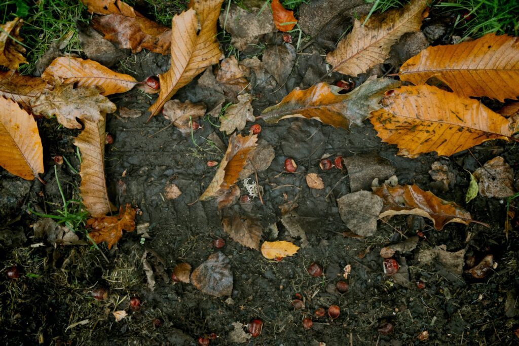 A bunch of leaves that are laying on the ground