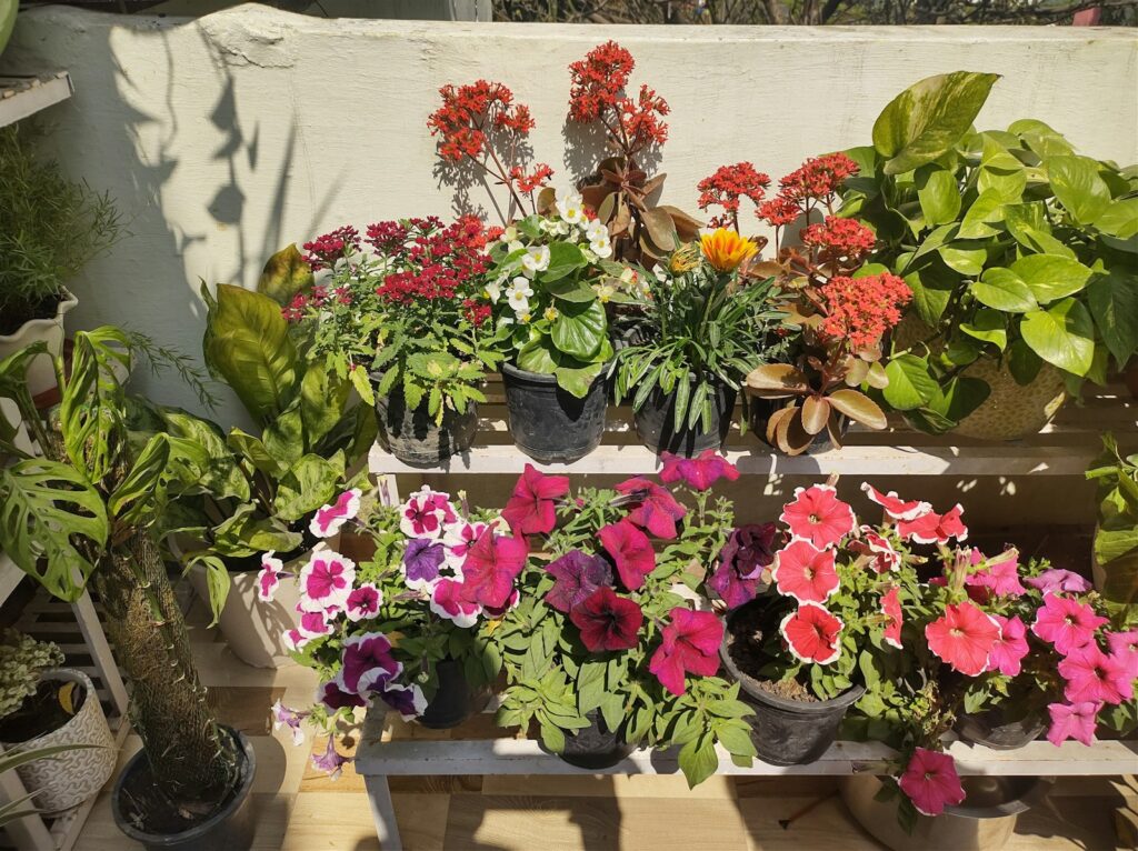 a number of potted plants on a shelf