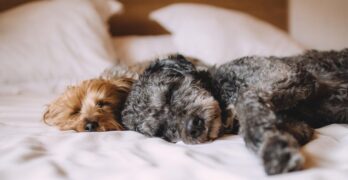 dogs, pets, canine, animals, fur, sleeping, nature, snout, mammals, domestic, dog portrait, animal world