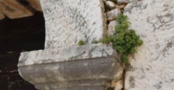 stone wall, resilience, nature and architecture, plant in crack, survival, old masonry, weathered stone, historical wall, contrast, green leaves, urban nature, strength, ancient stone, growth, cracks in wall, rustic texture, heritage, ruin and life, natural persistence, antique structure, greenery, stone arch, hope, ivy wall, architectural detail