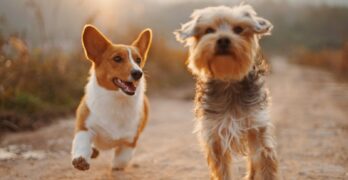 two brown and white dogs running dirt road during daytime