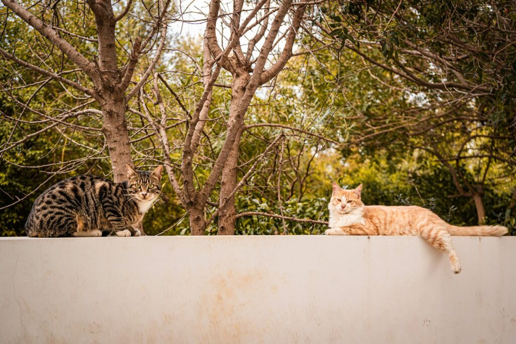 Two cats resting on a white wall outdoors.