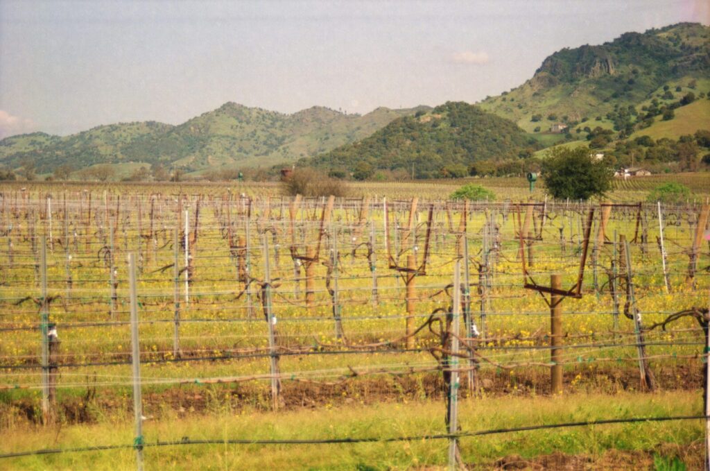 Scenic view of grapevines in a vineyard against the backdrop of rolling hills in Northern California.