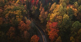 aerial photography of trees and road
