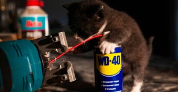 A small kitten playing with a can of glue