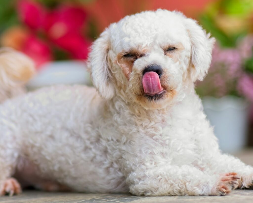a puppy lying on the ground