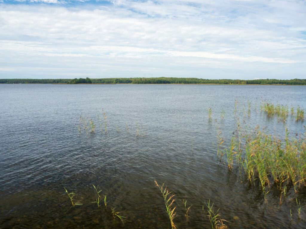 a large body of water surrounded by tall grass
