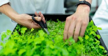 Close-up of a scientist's hands harvesting microgreens in a lab with scissors and plant box.