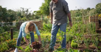 Senior couple gardening in a lush vegetable garden. Joyful moment harvesting lettuce under the sun.