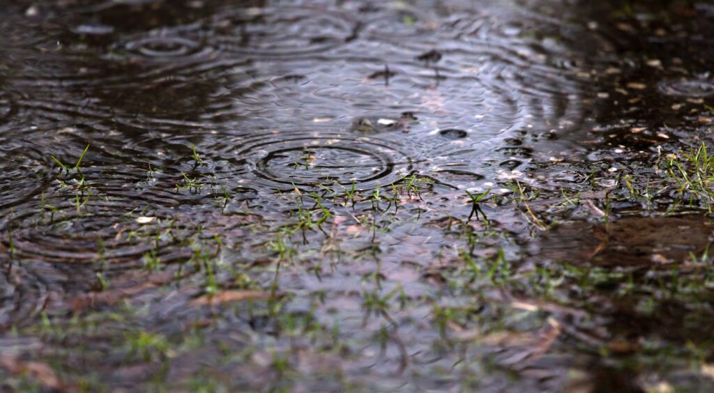 a puddle of water with grass in it