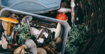 white mushrooms on black plastic container