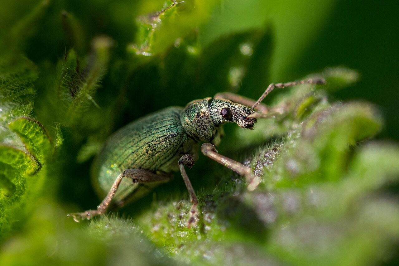 10 Invasive Chinese Pests Systematically Destroying American Property ...